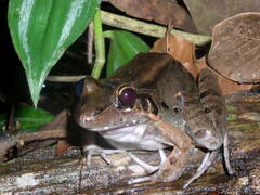 Leptodactylus pentadactylus
