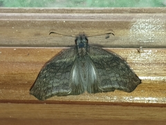 Theagenes aegides