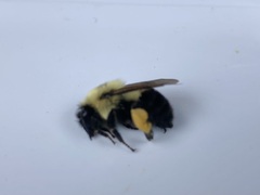 Bombus bimaculatus