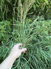 Poaceae
