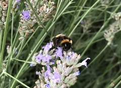 Bombus terrestris