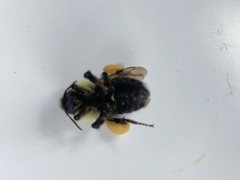 Bombus bimaculatus
