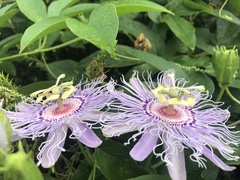 Passiflora incarnata