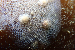 Corambe steinbergae