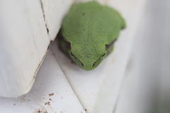 Hyla versicolor