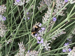 Bombus terrestris