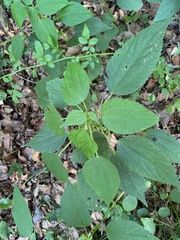 Boehmeria cylindrica