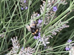 Bombus terrestris