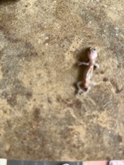 Hemidactylus turcicus