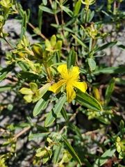 Hypericum kalmianum