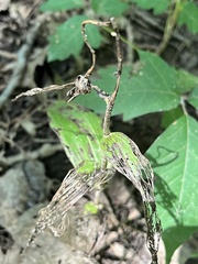 Epipactis helleborine