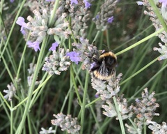 Bombus terrestris
