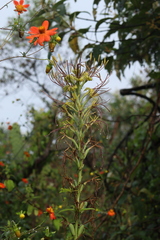 Agavoideae