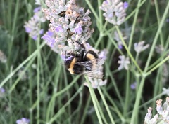 Bombus terrestris