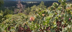 Arctostaphylos pringlei