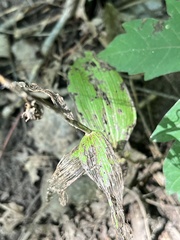 Epipactis helleborine