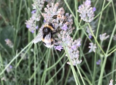Bombus terrestris