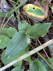 Maianthemum canadense