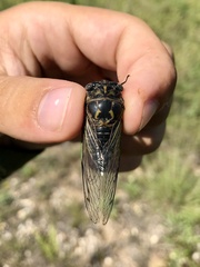 Neotibicen canicularis