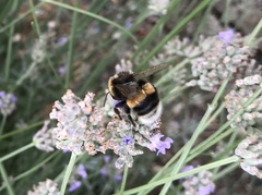 Bombus terrestris