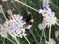 Bombus terrestris