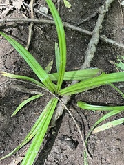Carex blanda