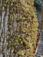 Dendroalsia abietina
