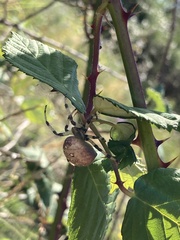 Araneus trifolium