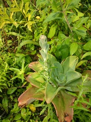 Echeveria gibbiflora