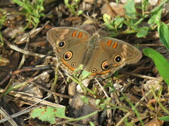 Junonia grisea