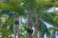Bactris gasipaes