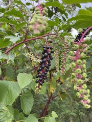 Phytolacca americana