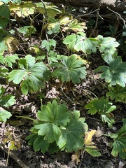 Podophyllum peltatum