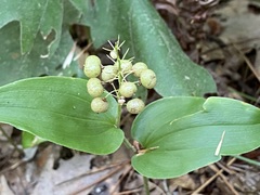 Maianthemum canadense