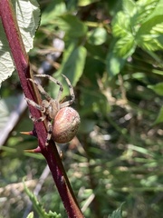 Araneus trifolium