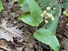 Maianthemum canadense