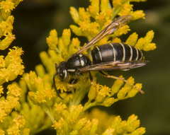 Vespula consobrina
