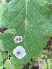 Cameraria hamameliella