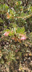 Arctostaphylos pringlei