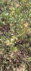 Arctostaphylos pringlei