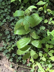 Maianthemum racemosum
