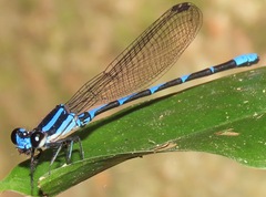 Argia oculata