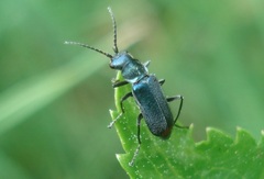 Cordylepherus viridis