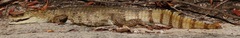 Caiman crocodilus