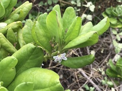 Scaevola taccada
