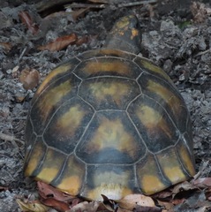 Chelonoidis denticulatus