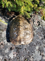 Graptemys geographica