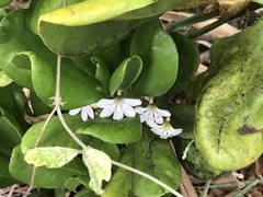 Scaevola taccada