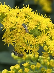 Anthophila