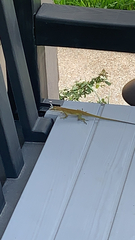 Anolis carolinensis